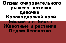 Отдам очаровательного рыжего  котенка (девочка) - Краснодарский край, Ейский р-н, Ейск г. Животные и растения » Отдам бесплатно   